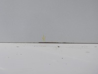 фото thumb №9, Дверь перед правый передние правое ezrc citroen c8 peugeot 807