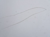 Капот перед комплект . citroen c4 picasso 2 ewpa 13-19 r. с Разборки, фото thumb