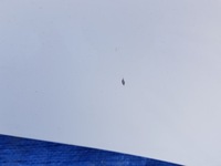 фото thumb №14, Капот кришка двигуна mercedes w207 c149 149 lift