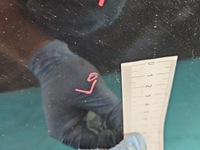 фото thumb №11, Двері перед ліва mazda 6 ii gh чорний 35n