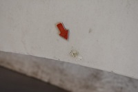 фото thumb №5, Капот крышка двигателя белый nissan murano z50 03-08