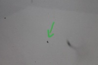 фото thumb №7, Дверь левый перед seat leon ii lift lx7w 09-12