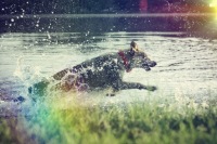 DOG GPS локатор для собак 20 км 40 ч бесплатно