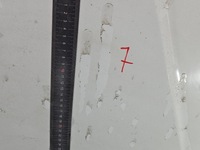 фото thumb №10, Капот передняя fiat doblo i lift 05-10 белый