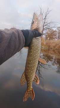 POPPER FLOPPER Воблер на щуку СОМА PIKE ZANDER 06