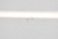 фото thumb №7, Двері задні праве крило білий renault kangoo 2 ii 07-13