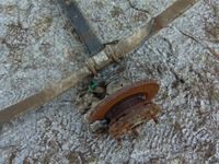 фото thumb №6, Подвеска задние задняя ford transit mk7 2.2 d