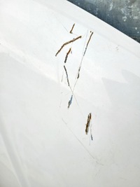 фото thumb №12, Капот nissan navara 2 przed liftem d40 2004-2010