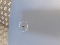 фото thumb №7, Капот seat cordoba ii ls5u