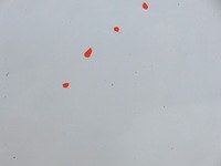 фото thumb №10, Кришка багажника багажника kia sportage iii wd