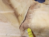 фото thumb №9, Bmw 5 f10 обшивка підлога задня