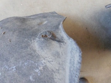 фото thumb №5, Підкрилок 1z0809957c skoda octavia ii 1z ліві передні оригінал