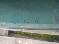 фото thumb №7, Двері праве передні bmw x1 u11 правий перед