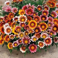 Семена GAZANIA GLOSSY Солнечные, яркие цветы BIOSEDES