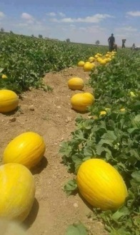 Семена ДЫНИ Коллекция «ЛЮБИТЕЛЬСКОЕ ВЫРАЩИВАНИЕ» Набор из 4 упаковок семян