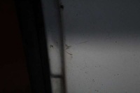 фото thumb №8, Дверь задние правое крыло белый opel vivaro 1 i lift 06-14