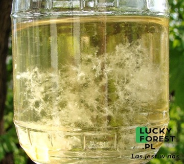ŻÓŁCIAK SIARKOWY Laetiporus sulphureus - Grzybnia w płynie 10 ML