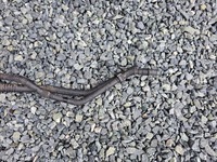 фото thumb №5, Шланг wody трубки renault twingo iii # 2384