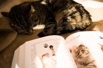 Закладки CAT - 4 шт.
