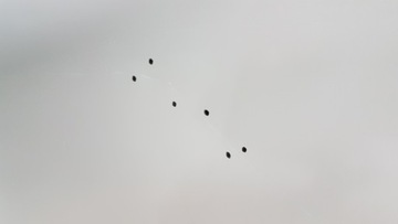 фото thumb №6, Двері зад праві mg marvel 20- нове