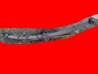 фото thumb №1, Nissan navara d40 2.5 dci ресора ресори задні задня oryg.