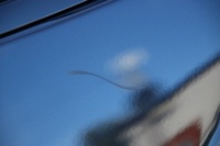 фото thumb №11, Bmw 5' g60 g61 бампер переднее перед м-пакет pdc жгут комплектный 416 usa