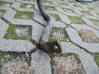 фото thumb №7, Opel vectra c 1.9 cdti 2004 тяга стабилизатора