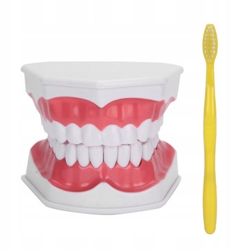 ДЕНТАЛЬНАЯ МОДЕЛЬ MAXILLA DENTAL