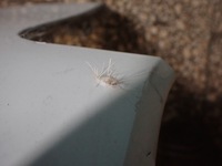 фото thumb №10, Бампер перед audi a4 b9 15-19 11228