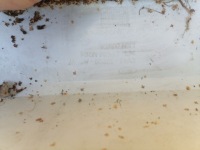 Бампер задняя ford kuga mk1 pdc 8v41-17906-a с Разборки, фото thumb