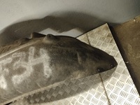 фото thumb №15, Bmw f34 gt подкрылок левая задние 7288905