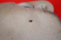 фото thumb №4, Захист сонцезахисна eu toyota corolla e12 00-08