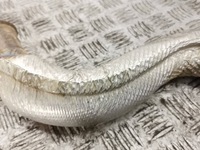 фото thumb №6, Opel astra l 2023 соединитель elestyczny выхлоп flex