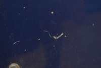 фото thumb №8, Капот кришка двигуна niebieska volvo v50 04-12