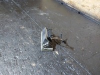 фото thumb №8, Лампа освітлення задній номерного знака реєстраційний audi a3 8l lift 8d9945021g