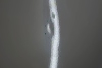 фото thumb №12, Nissan note e11 рестайлинг дверь правые перед 326g d1827