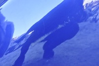 фото thumb №10, Ford fiesta mk8 дверь правый задняя правое задние