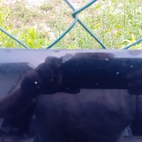 фото thumb №5, Audi a3 8p 07r капот ly9b великий решітка радіатора