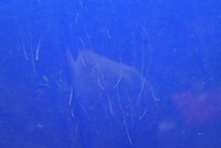 фото thumb №5, Капот кришка двигуна mg zr 105 01-05