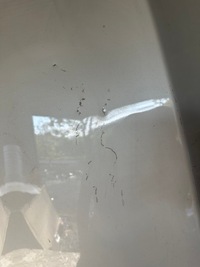 фото thumb №5, Капот кришка двигуна mercedes gle w167 19-