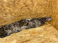 Абсорбер піна бампера перед bmw 1 f20 f21 lci рестайлінг  m-pakiet 8064455 Ціна, фото thumb