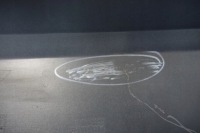 Mini countryman f60 бампер задняя задний 7389378 Доставка, фото thumb