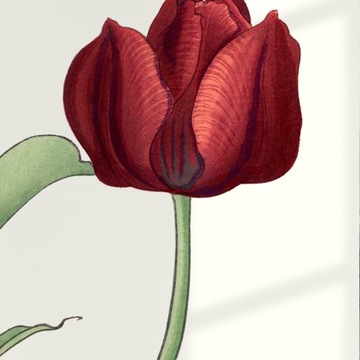 TULIPAN sztuka japońska dekoracja vintage 21x30 (A4)
