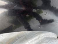 фото thumb №5, Дверь правый задняя pt mercedes s-klasa w221 197u