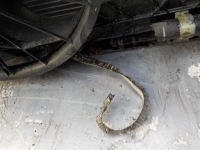 фото thumb №9, 82. mazda 3 iii дизель передняя панель усилитель