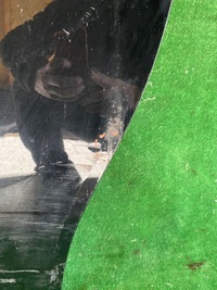 фото thumb №6, Двері задні ліва зсувні berlingo iv rifter combo doblo proace city