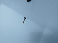 фото thumb №9, Капот citroen c3 picasso 2008-2012 оригинал