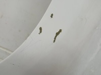 фото thumb №6, Hyundai i20 08r- крила лівий перед передній gt