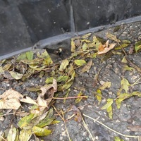 фото thumb №12, Бампер переднє перед seat leon i toledo ii