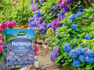 NAWÓZ DO HORTENSJI rododendronów wrzosów OBFITE KWITNIENIE 1KG WESTLAND